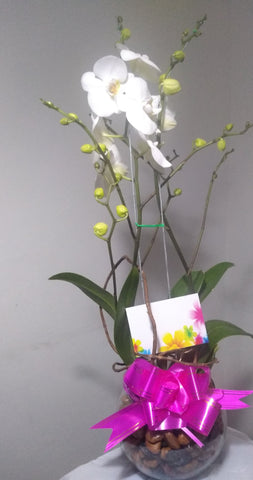 Mata Orquídea Cymbidium
